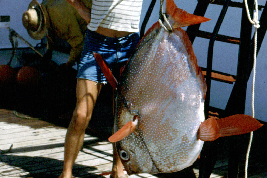 Expédition Iles sous le vent